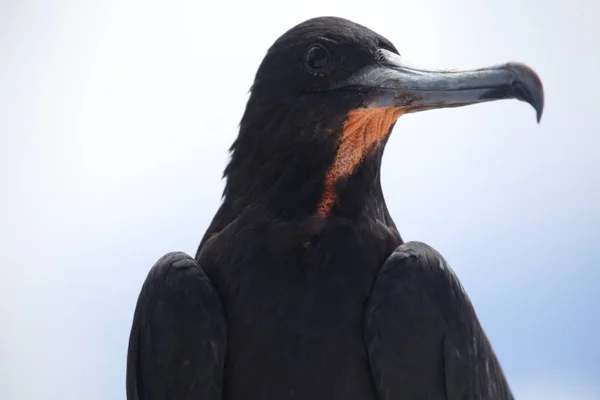 Uzun gagalı, Galapagos Adaları Ekvador Muhteşem Frigatebird 'ün (Fregata magnificens) yakın plan portresi.