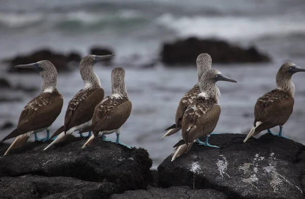 Група Blue Footed Booby Sula Nebouxii Стоїть Скелях Океанічним Фоном — стокове фото