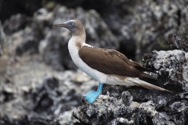 Mavi Çizmeli Bubi (Sula nebouxii) Galapagos Adaları, Ekvador 'daki lav kayalıklarında oturuyor.