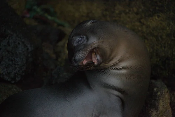 Galapagos Fur Seal Arctocephalus Galapagoensis 클로즈업 확성기와에쿠아 갈라파고스 제도의 하품하는 — 스톡 사진