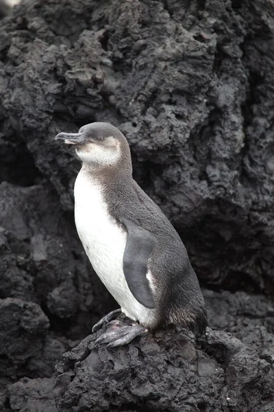 Retrato Pinguim Galpagos Sobre Rochas Lava Ilhas Galápagos Equador — Fotografia de Stock
