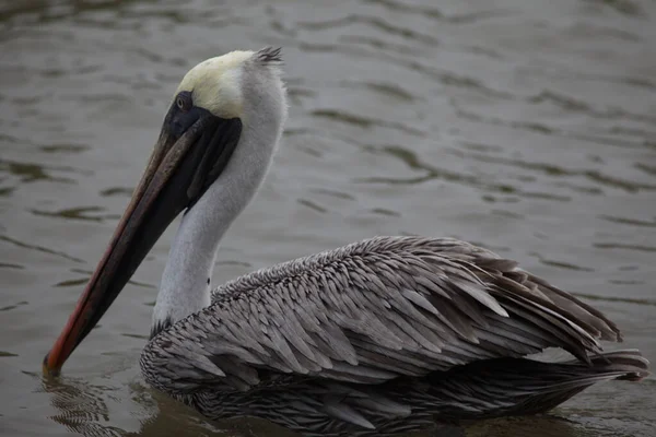 Галапагосский Коричневый Пеликан Pelecanus Occifallis Купающийся Воде Галапагосских Островов Эквадор — стоковое фото