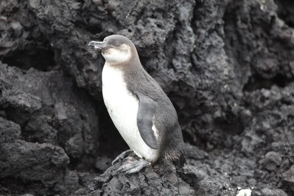 Portrét Tučňáka Galpagského Stojící Lávových Skalách Galapágy Ekvádor — Stock fotografie