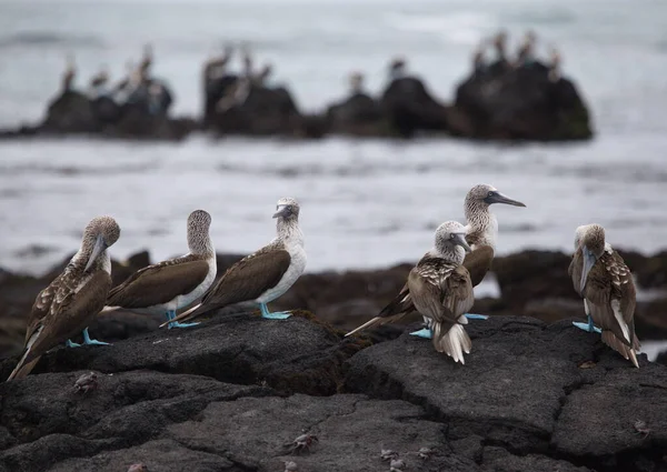 Group Blue Footed Booby Sula Nebouxii Standing Rocks Ocean Backdrop — Stock Photo, Image