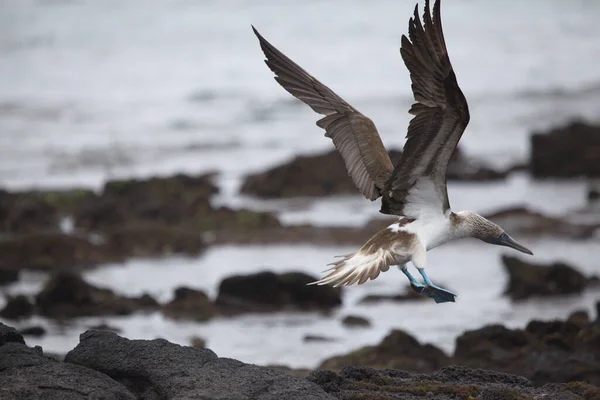 Blue Footed Booby Sula Nebouxii Ailes Volantes Étalées Sur Des — Photo