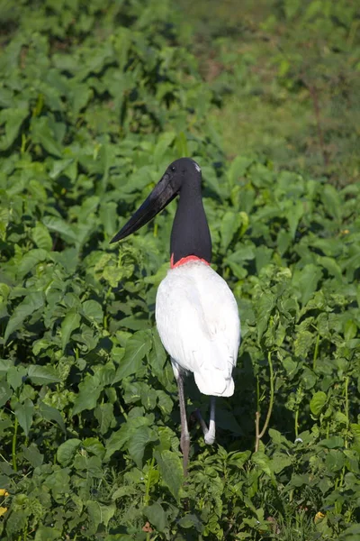 Yeşil bataklık Transpantaneira, Pantanal, Brezilya 'da Jabiru Stork (Jabiru Mycteria)' un yakın çekimi.