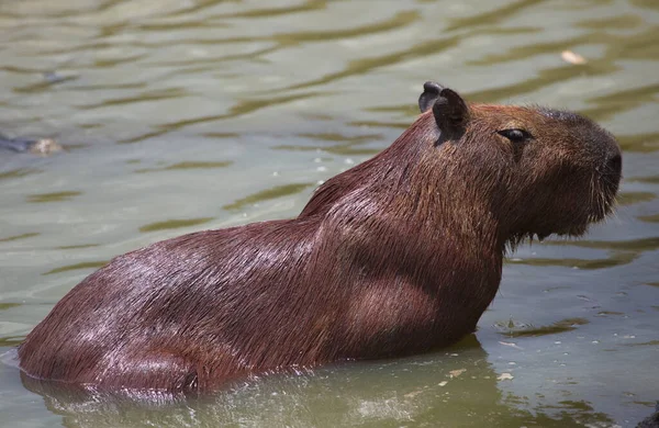 Närbild Sida Porträtt Capybara Hydrochoerus Hydrochaeris Badande Grönt Vatten Transpantaneira — Stockfoto