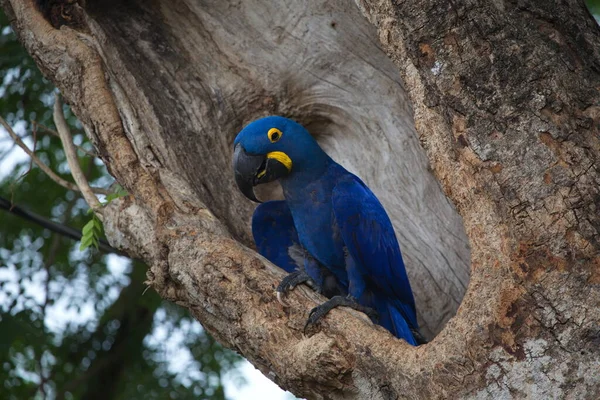 Closeup of blue Hyacinth macaw (Anodorhynchus hyacinthinus) in empty tree hollow Transpantaneira, Pantanal, Brazil.