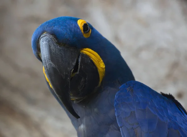 Closeup of blue Hyacinth macaw (Anodorhynchus hyacinthinus) looking at camera Transpantaneira, Pantanal, Brazil.