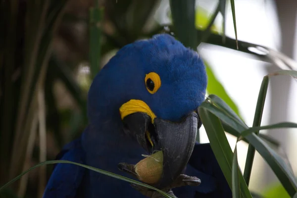 Closeup portrait of blue Hyacinth macaw (Anodorhynchus hyacinthinus) feeding on fruit Transpantaneira, Pantanal, Brazil.
