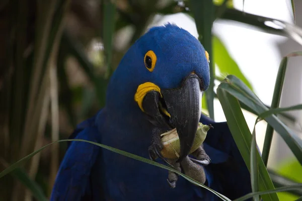 Closeup portrait of blue Hyacinth macaw (Anodorhynchus hyacinthinus) eating fruit Transpantaneira, Pantanal, Brazil.