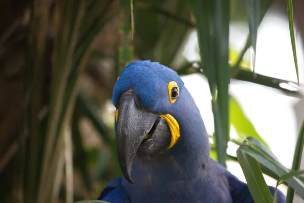 Retrato Cerca Del Guacamayo Jacinto Azul Anodorhynchus Hyacinthinus Mirando Cámara —  Fotos de Stock