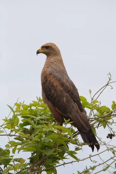 Nahaufnahme Porträt Des Steinadlers Aquila Chrysaetos Der Aufrecht Baum Steht — Stockfoto