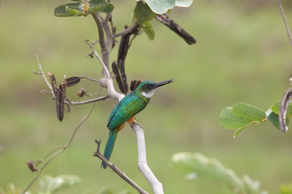 Transpantaneira Pantanal Brezilya Dalında Oturan Renkli Rufous Tailed Jacamar Galbula — Stok fotoğraf