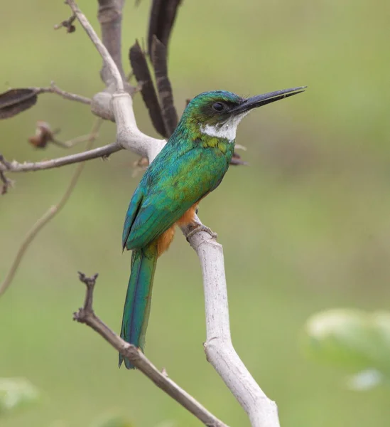 Renkli Rufous-Tailed Jacamar 'ın (Galbula ruficauda) Transpantaneira, Pantanal, Brezilya.