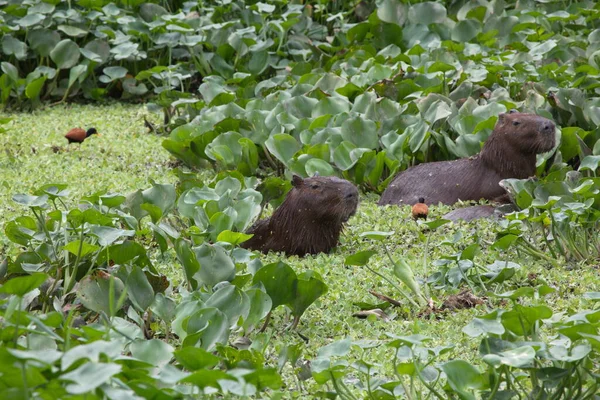 Groupe Capybara Hydrochoerus Hydrochaeris Baignant Dans Les Eaux Vertes Avec — Photo
