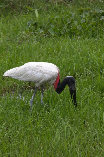 Jabiru Stork 'un (Jabiru bakterisi) yeşil bataklıkta avlanırken Transpantaneira, Pantanal, Brezilya.