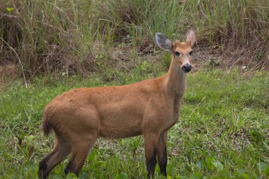 Marsh Deer 'in (Blastocerus dichotomus) portresinin yan tarafında kamera Transpantaneira, Pantanal, Brezilya.