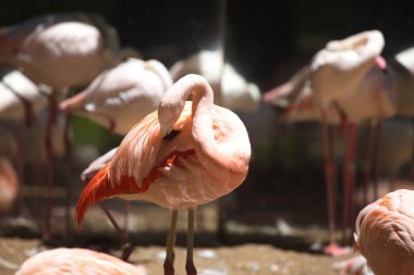 Pembe Flamingo 'nun (Phoenicopterus Roseus) Brezilya' daki Foz do Iguacu cemaatinin önünü temizlemesi.