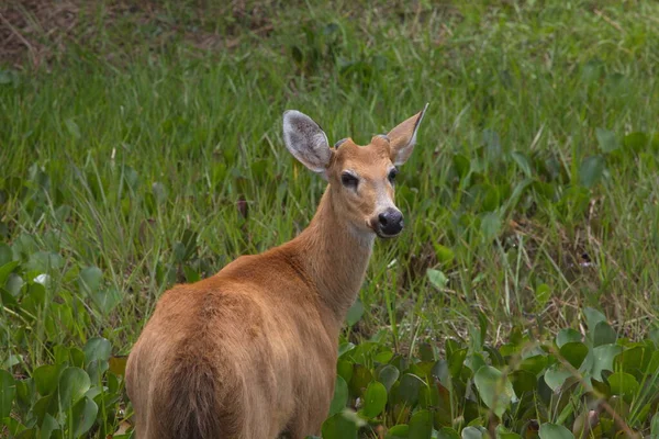 Marsh Deer Blastocerus Dichotomus 클로즈업 돌아보고 카메라 Transpantaneira 브라질 판타날 — 스톡 사진