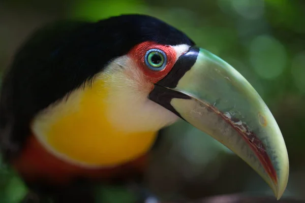 Retrato Close Toucan Ramphastos Toco Olho Rosto Foz Iguacu Brasil — Fotografia de Stock