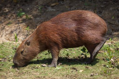 Yeşil çimlerde otlayan Capybara 'nın (Hydrochoerus hydrochaeris) portresi, Pampas del Yacuma, Bolivya.