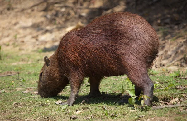 Sida Porträtt Capybara Hydrochoerus Hydrochaeris Som Livnär Sig Grönt Gräs — Stockfoto