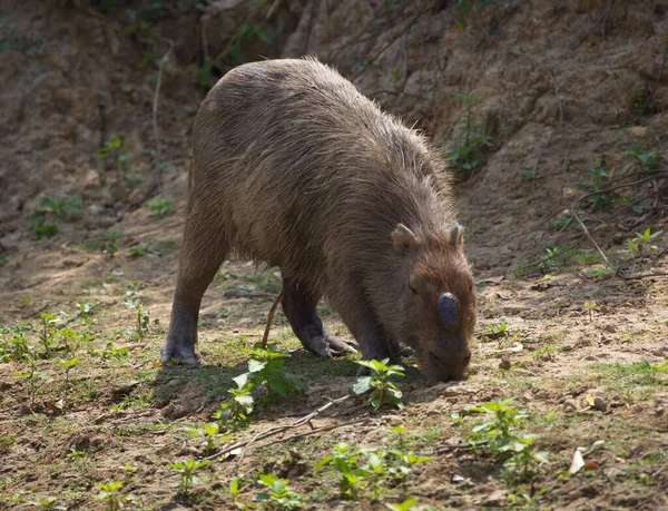 Head Portrait Capybara Hydrochoerus Hydrochaeris Feeding Bump Head Pampas Del — Stockfoto