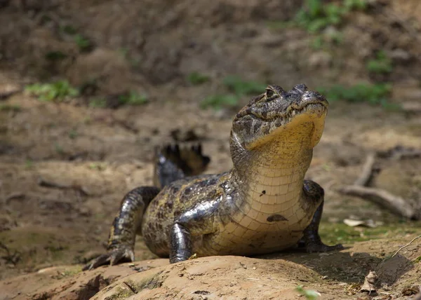 Primer Plano Black Caiman Melanosuchus Niger Orilla Del Río Mirando —  Fotos de Stock