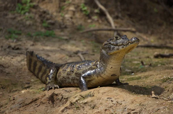 Primo Piano Della Testa Black Caiman Melanosuchus Niger Che Fissa — Foto Stock