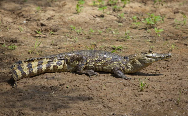 Рядом Портретом Черного Каймана Melanosuchus Niger Челюсть Открыта Берегу Реки — стоковое фото