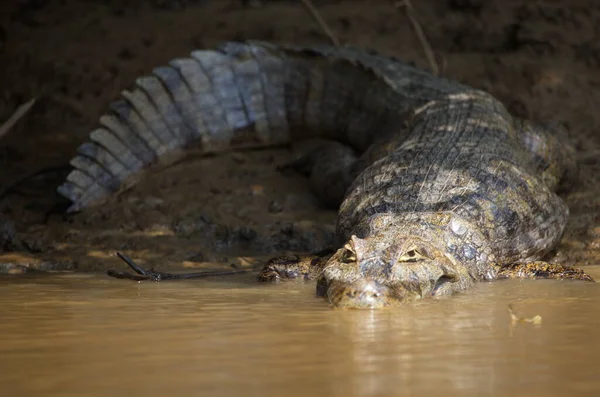 Retrato Close Caiman Preto Melanosuchus Niger Entrando Água Com Mandíbula — Fotografia de Stock