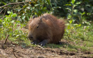 Capybara 'nın portresi (Hydrochoerus hydrochaeris) yeşil otlarla beslenir: Pampas del Yacuma, Bolivya.