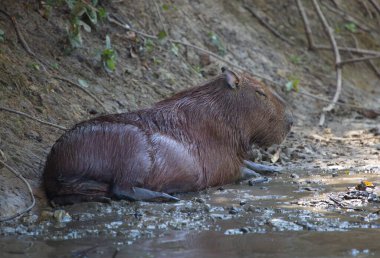 Çamur içinde yüzen Capybara 'nın (Hydrochoerus hydrochaeris) portresi, Pampas del Yacuma, Bolivya.