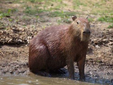 Capybara 'nın portresi (Hydrochoerus hydrochaeris) kameraya bakıyor, Pampas del Yacuma, Bolivya.