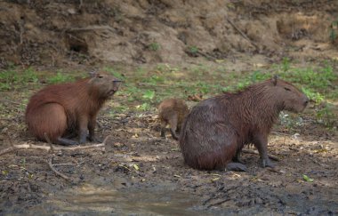 Capybara ailesi (Hydrochoerus hydrochaeris), Bolivya 'daki Pampas del Yacuma nehrinde dinlenen gülen yüzlü bir aile..