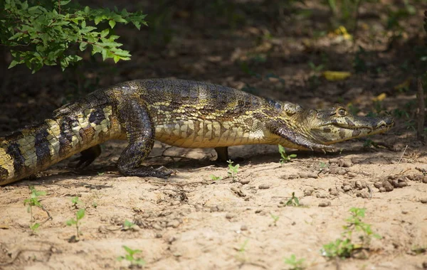 Крупный План Портрете Черного Каймана Melanosuchus Niger Челюсть Открыта Ползти — стоковое фото