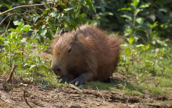 Cabeça Sobre Retrato Capivara Hydrochoerus Hydrochaeris Alimentando Grama Verde Pampas — Fotografia de Stock