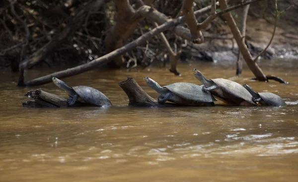 Gruppe Der Gelbfleckigen Flussschildkröten Podocnemis Unifilis Schwimmt Auf Dem Baumstamm — Stockfoto