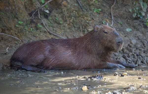 Côté Portrait Capybara Hydrochoerus Hydrochaeris Dans Bain Boue Pampas Del — Photo