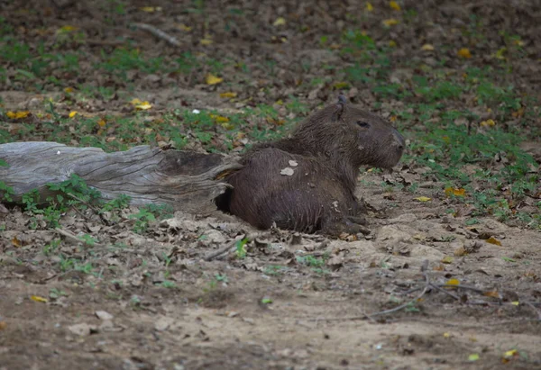 Бок Бок Портрете Capybara Hydrochoerus Hydrochaeris Отдыхающего Земле Рядом Бревном — стоковое фото