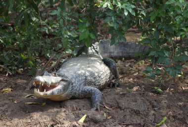 Black Caiman 'ın (Melanosuchus niger) nehir kıyısında çene açıkken, kamera Pampas del Yacuma, Bolivya.