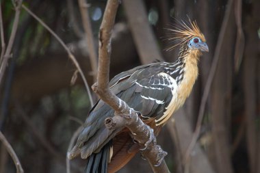 Tuhaf renkli Hoatzin (Opisthocomus hoazin), Pampas del Yacuma, Bolivya 'nın gözü üzerinde oturuyor..