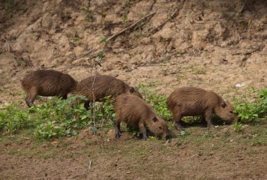 Capybara ailesi (Hydrochoerus hydrochaeris) Bolivya 'nın Pampas del Yacuma kentinde beslenir ve dinlenir..