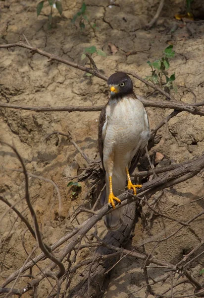 Portrait Aigle Assis Sur Des Branches Mangrove Regardant Caméra Pampas — Photo