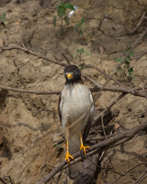 Portrait Aigle Assis Sur Des Branches Mangrove Regardant Directement Caméra — Photo