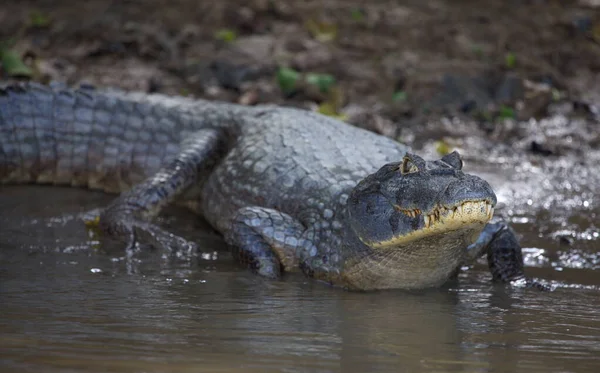 Closeup Black Caiman Melanosuchus Niger Entering Water Riverbank Pampas Del — Stock Photo, Image