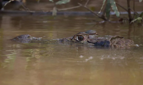 Retrato Close Cabeça Dos Olhos Black Caiman Melanosuchus Niger Submersos — Fotografia de Stock