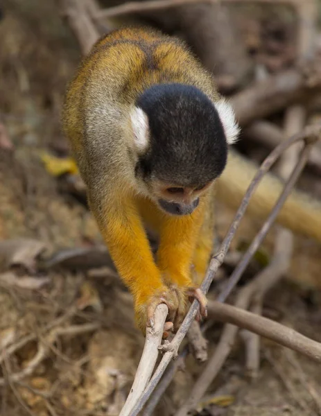 Retrato Close Bebê Bonito Golden Squirrel Monkey Saimiri Sciureus Olhando — Fotografia de Stock