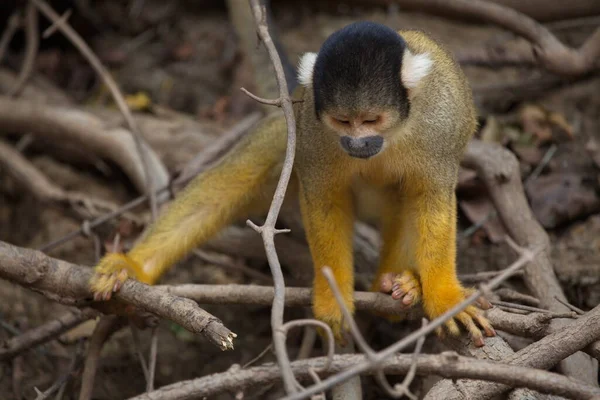 Retrato Close Golden Squirrel Monkey Saimiri Sciureus Espalhado Por Todos — Fotografia de Stock